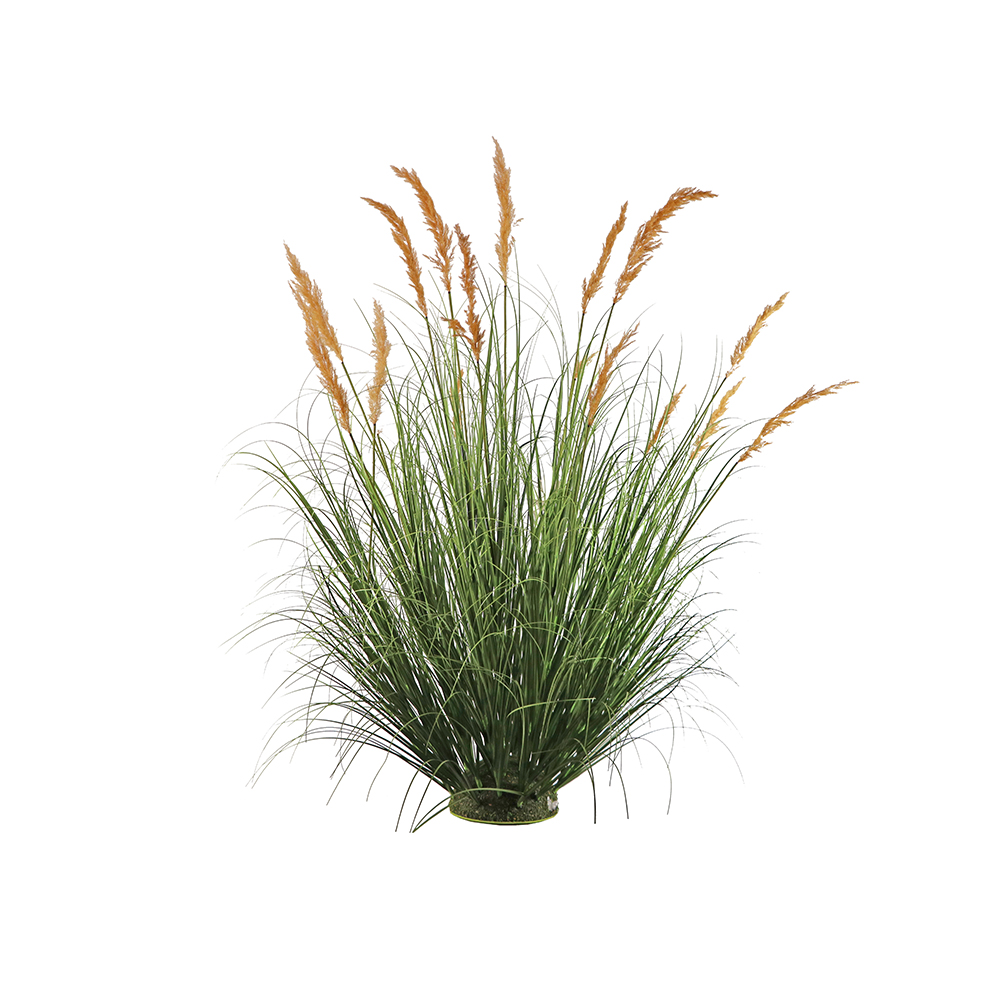 Natural Pampas Grass
